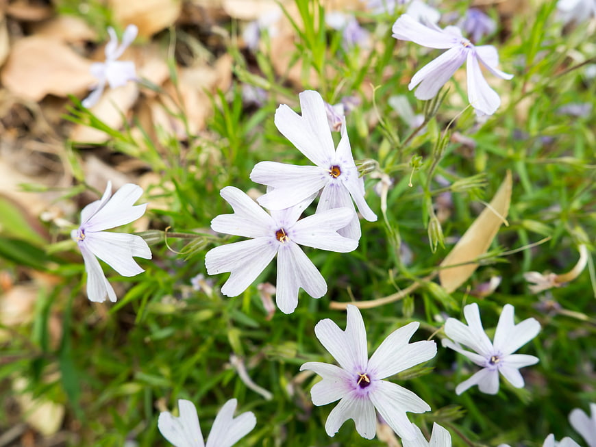 Pale purple phlox flowers blooming in green grass