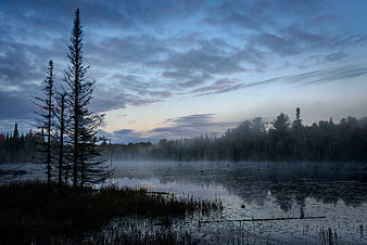 Misty Lake at Dawn with Silhouetted Pine Trees