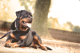 Happy Rottweiler Dog Lying on Concrete Path in Park
