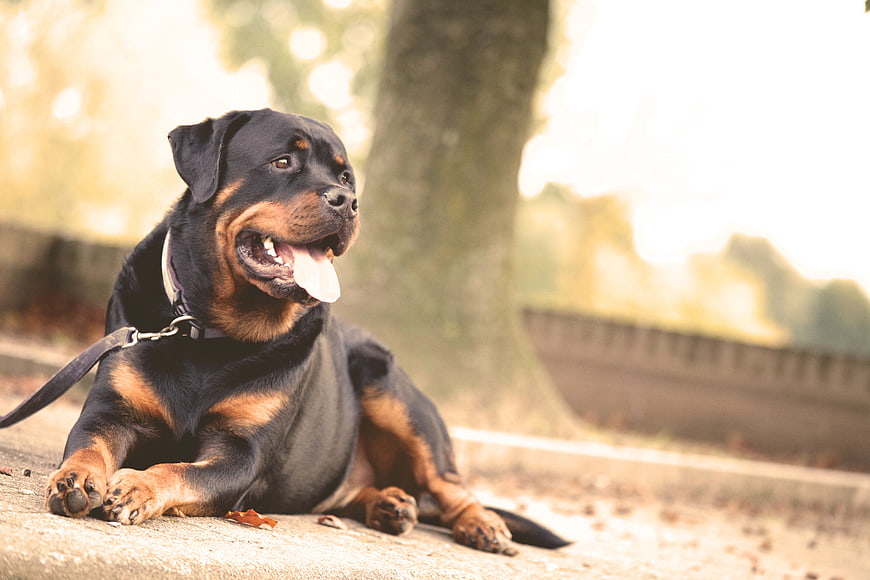 Happy Rottweiler Dog Lying on Concrete Path in Park