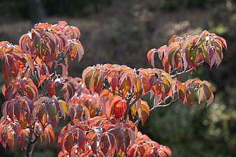 Vibrant Red Autumn Leaves on Branches in Sunlight