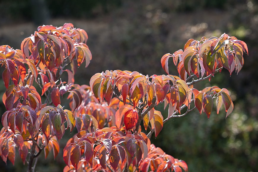 Vibrant Red Autumn Leaves on Branches in Sunlight