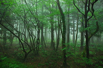 Misty Green Forest Scene With Tall Trees And Ferns