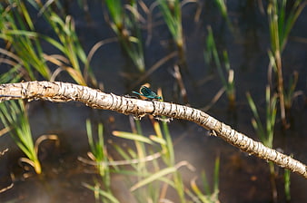 Blue Damselfly Perched on Birch Twig in Wetland