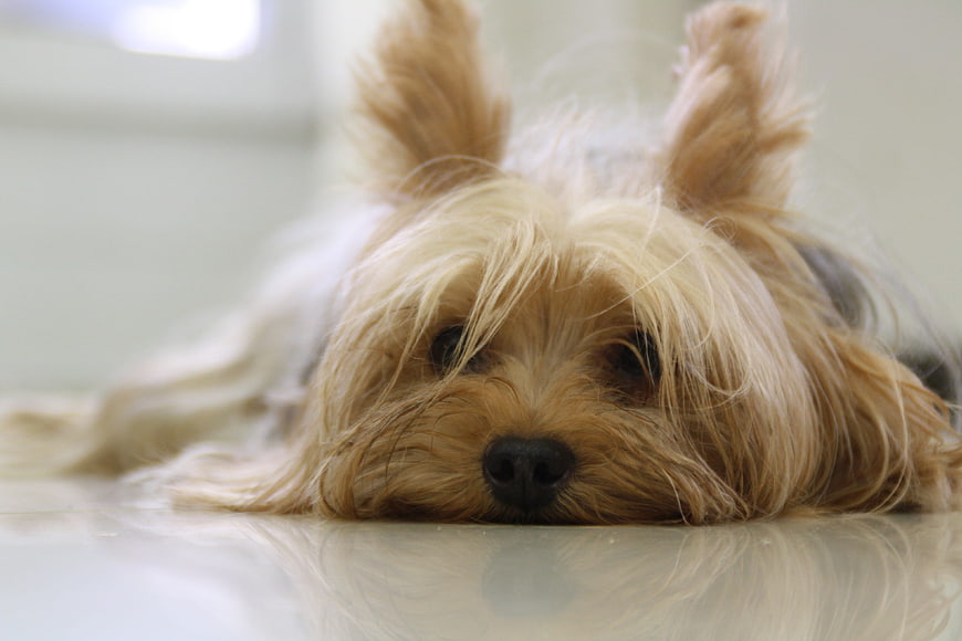 Close-up of a tired Yorkshire Terrier resting on a shiny floor