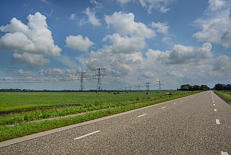 Asphalt road through green Dutch meadow with cows and power lines