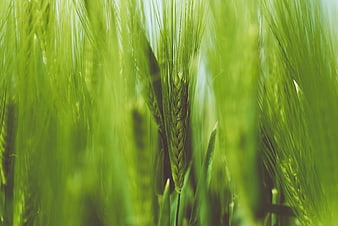 Close-up of green wheat stalks in a field
