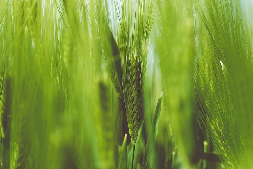 Close-up of green wheat stalks in a field