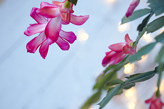Pink Christmas Cactus Flowers with Bokeh Background