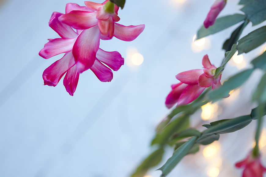 Pink Christmas Cactus Flowers with Bokeh Background
