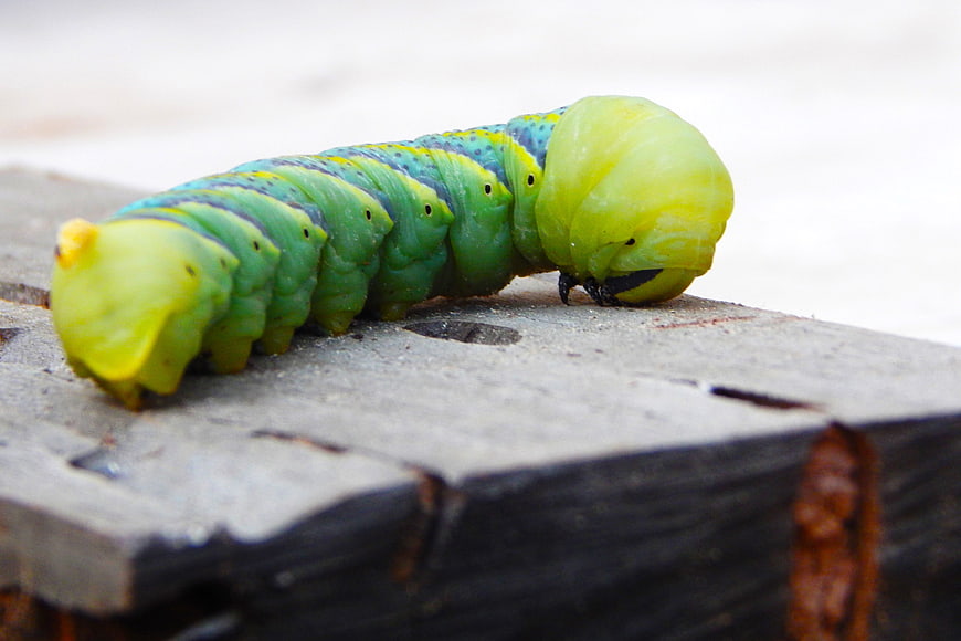 Close-up of a vibrant green caterpillar on wood