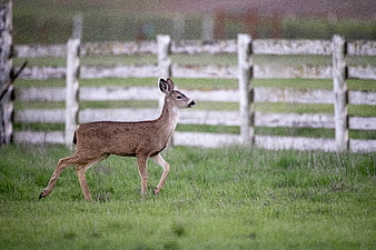 Young White-Tailed Deer Walking in Grassy Field
