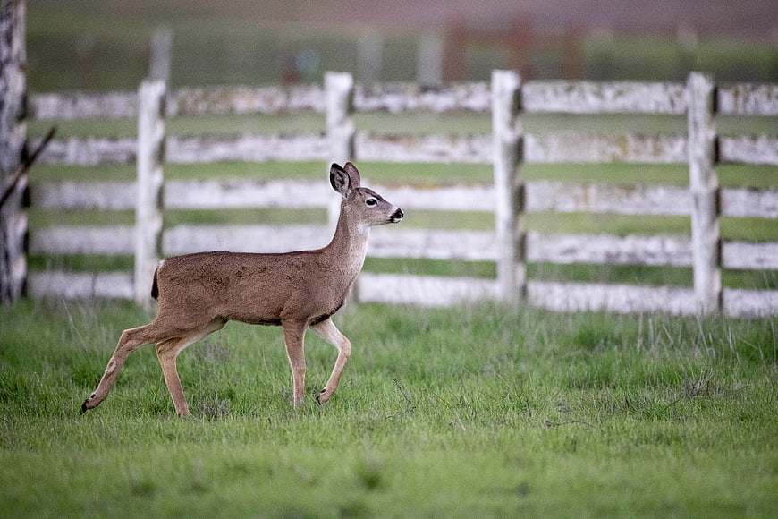 Young White-Tailed Deer Walking in Grassy Field