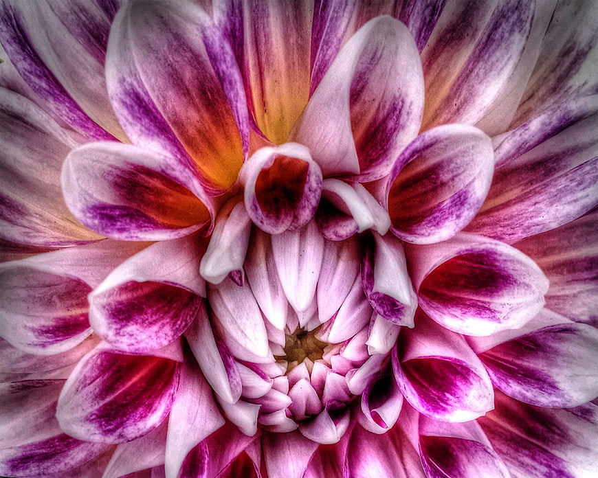 Close-up of vibrant purple and white dahlia flower petals
