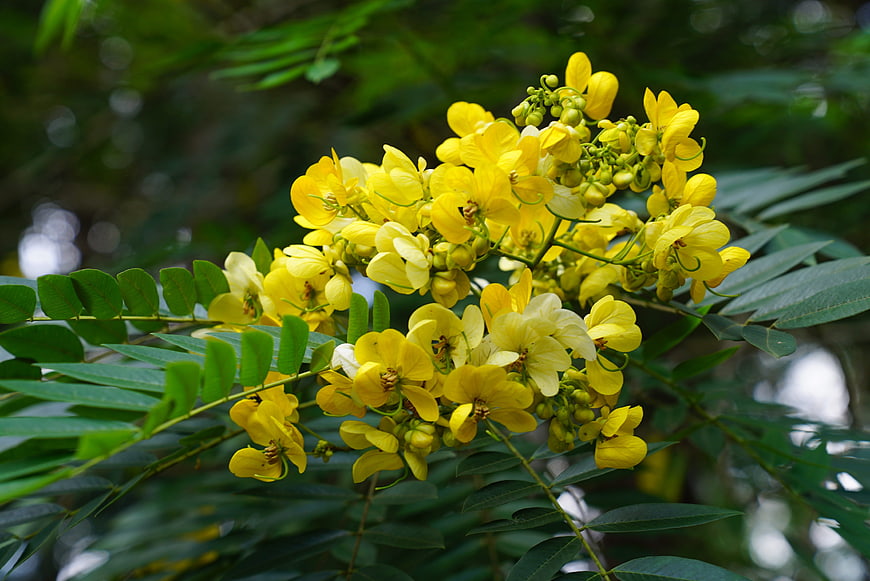 Close-up of vibrant yellow Cassia fistula flowers on green branch
