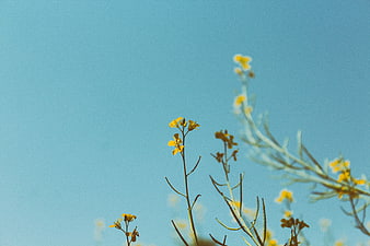 Yellow wildflowers against a clear blue sky background