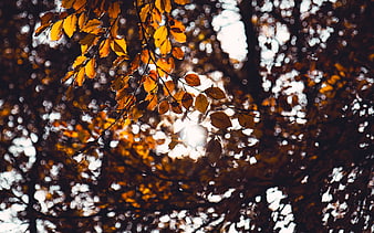 Sunlight filtering through golden autumn leaves in a forest