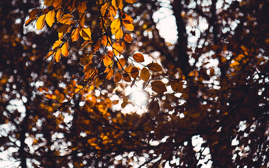 Sunlight filtering through golden autumn leaves in a forest