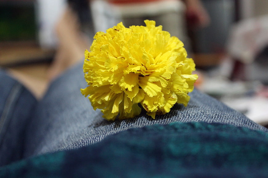 Yellow Marigold Flower on Blue Denim Jeans