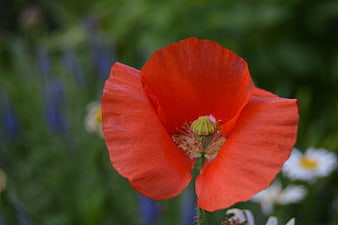 Close-up of a vibrant red poppy flower in a garden