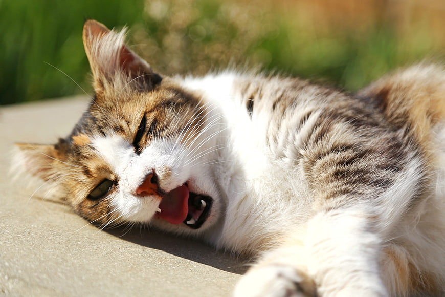 Cute Calico Cat Yawning in the Sun