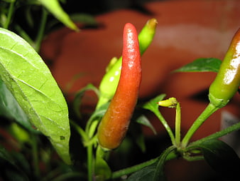 Close-up of red and green chili peppers on plant