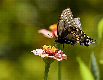 Black Swallowtail Butterfly on Pink Zinnia Flower