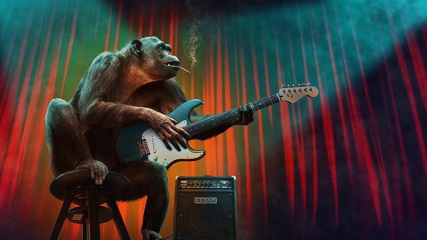 Chimpanzee Playing Electric Guitar On Stage With Fender Amp