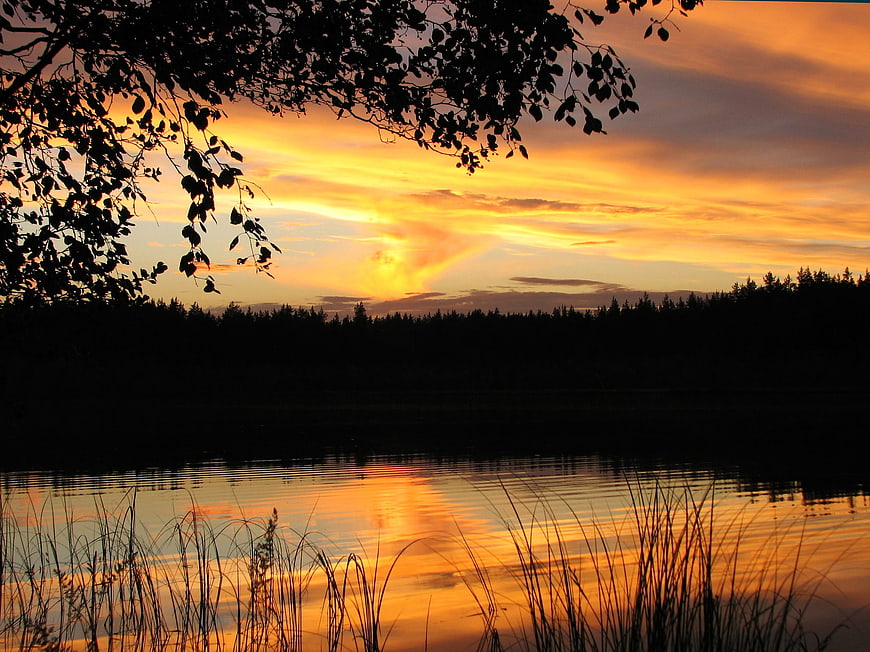 Silhouette of trees and reeds against a vibrant orange sunset lake reflection
