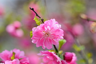 Pink Flower Close-Up with Soft Blurred Background