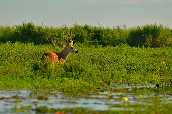 White-tailed Deer Buck in Marshland Grass