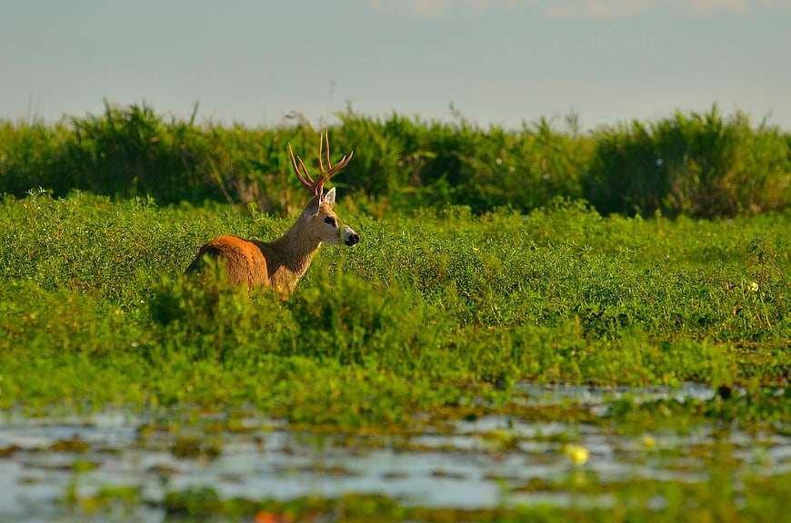 White-tailed Deer Buck in Marshland Grass