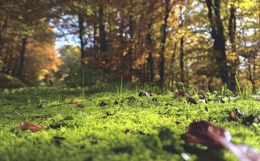 Low angle view of green moss and fallen leaves in autumn forest