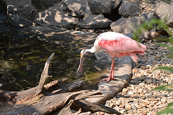 Roseate Spoonbill Bird Standing by Pond Edge