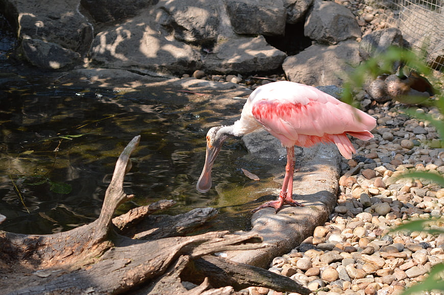 Roseate Spoonbill Bird Standing by Pond Edge
