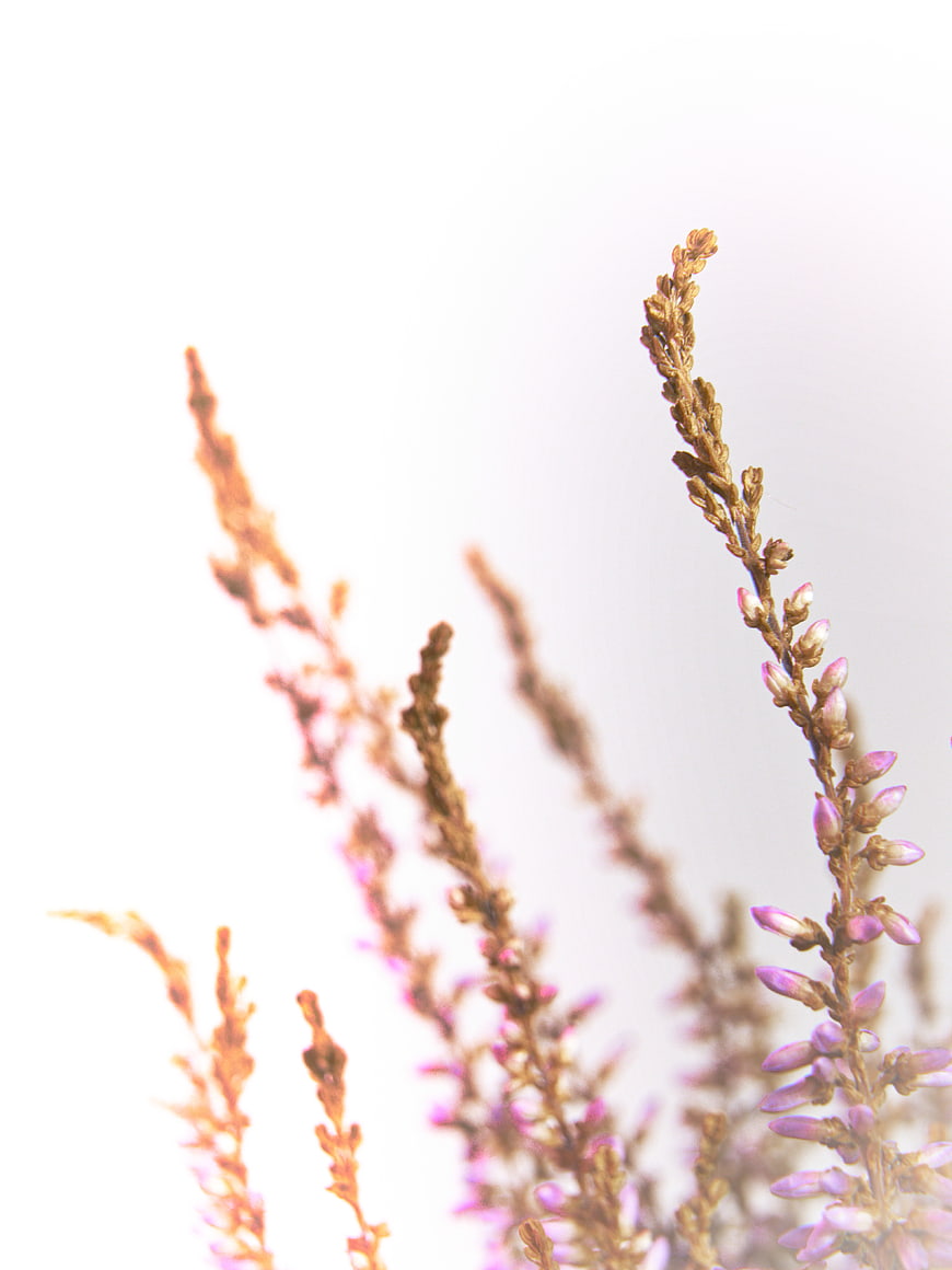 Dried heather flowers with purple buds on white background