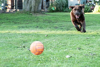 Brown Labrador Retriever Chasing Orange Ball on Grass