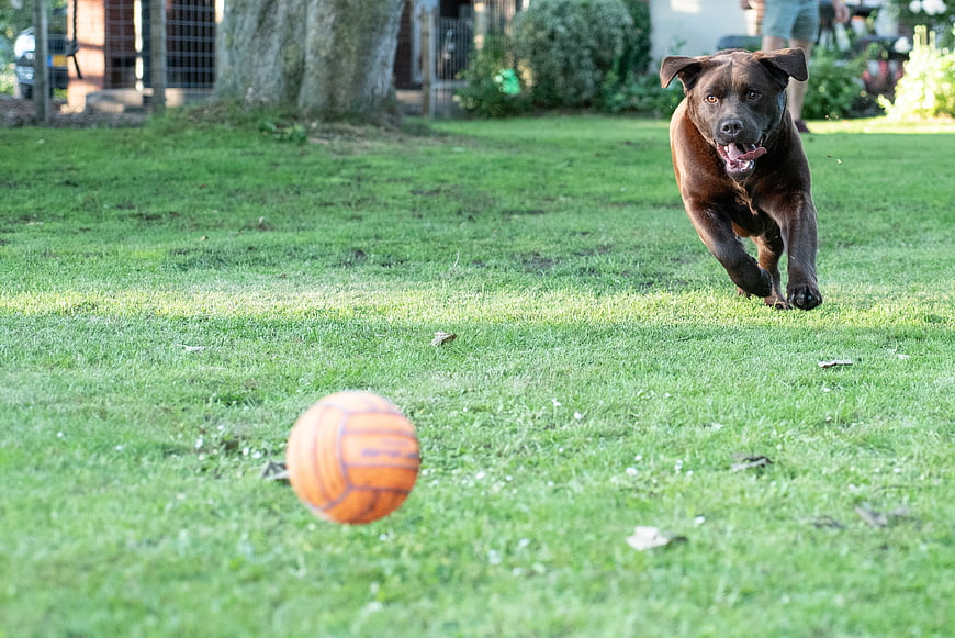 Brown Labrador Retriever Chasing Orange Ball on Grass