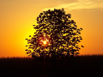 Silhouette of a tree in a cornfield at sunset
