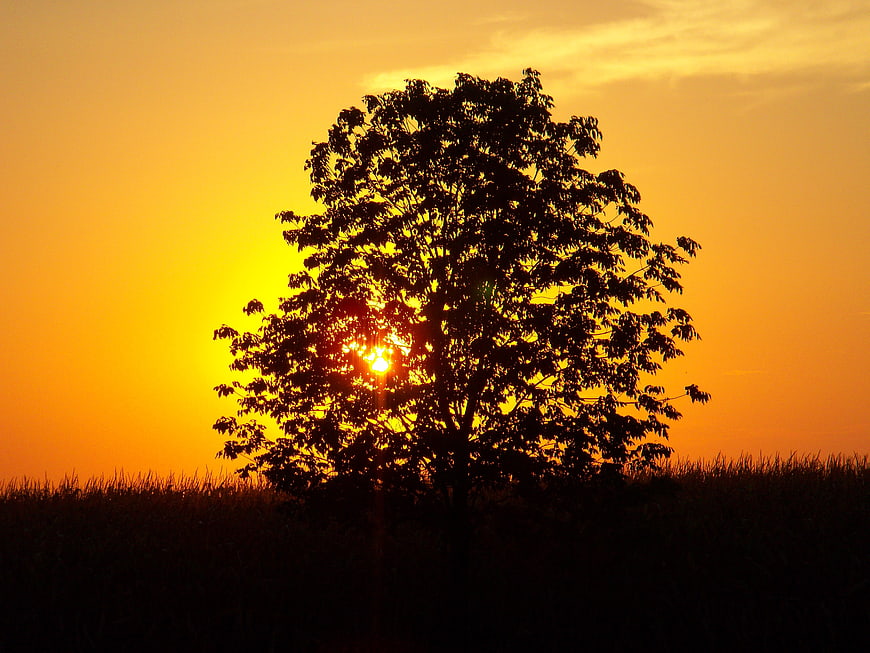 Silhouette of a tree in a cornfield at sunset