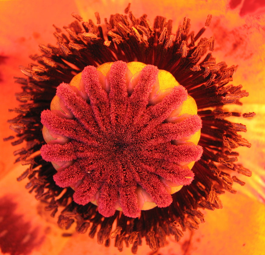 Macro Close-Up of Red Poppy Flower Center