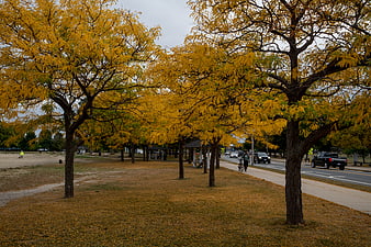Autumn trees with yellow leaves lining a park path