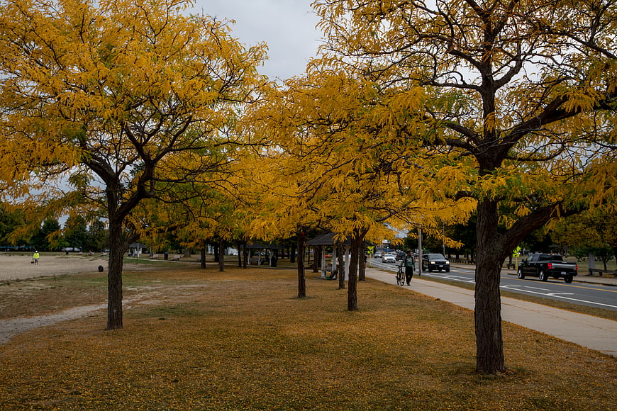 Autumn trees with yellow leaves lining a park path