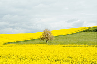 Lone Tree in Vibrant Yellow Canola Field Landscape