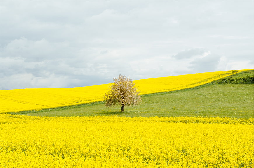 Lone Tree in Vibrant Yellow Canola Field Landscape