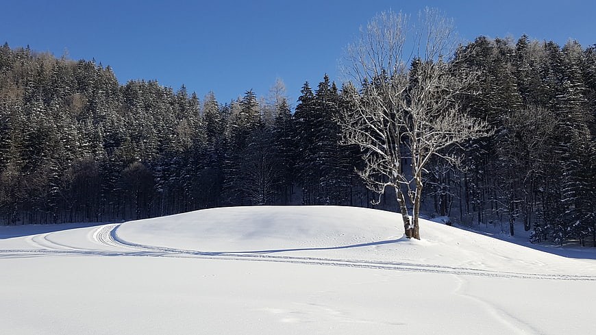 Snowy winter landscape with lone tree and forest tracks