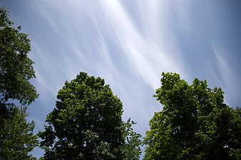 Green Tree Tops Against Blue Sky with Wispy Clouds