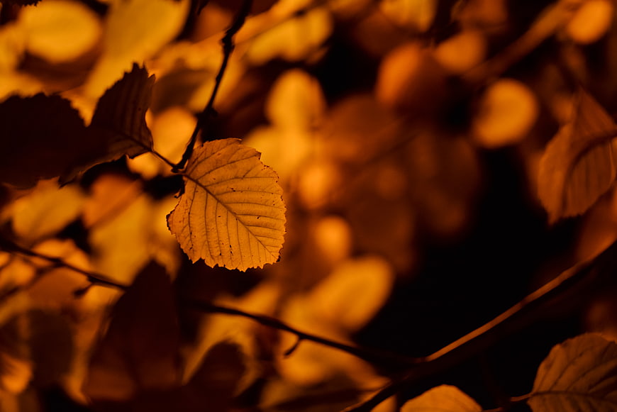 Golden autumn leaf backlit by warm street light