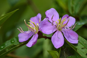 Close-up of purple wildflowers with yellow stamens on green leaves