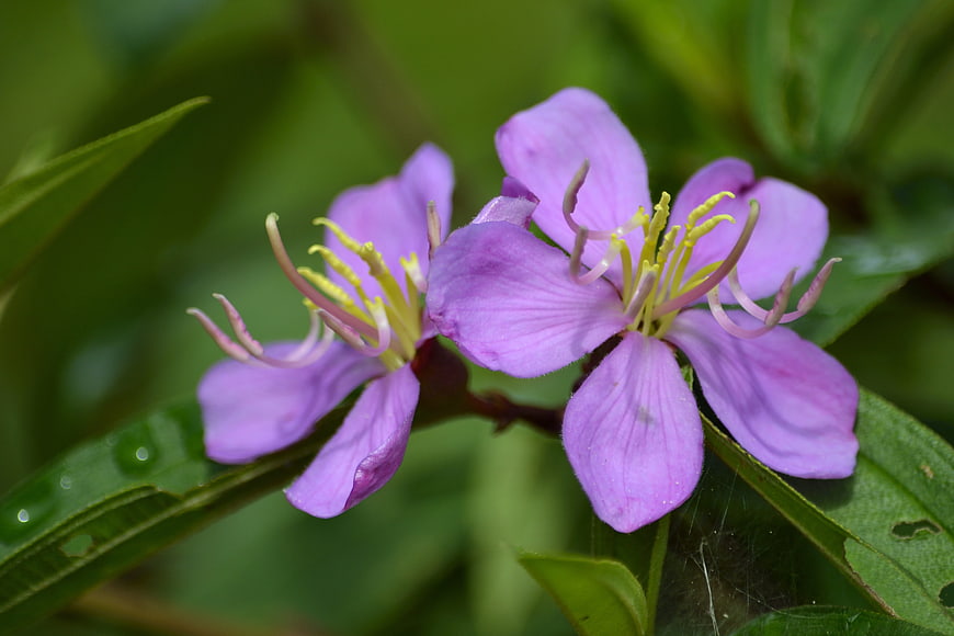 Close-up of purple wildflowers with yellow stamens on green leaves